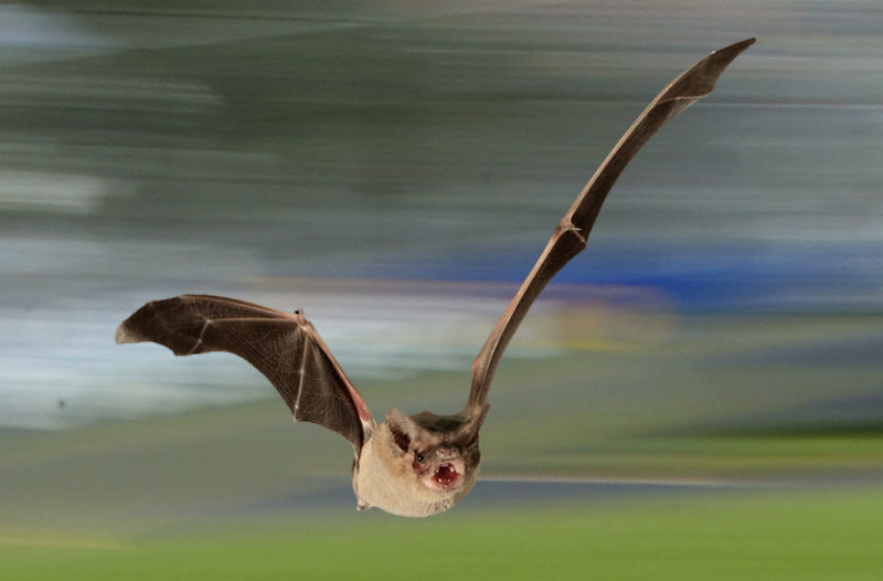 Foto: MPI for Ornithology/Getty